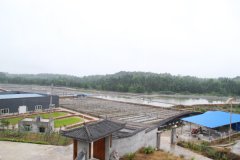 雁江区巡泗桥水产养殖基地